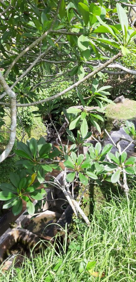 Pondok Tulasi Semaya House Gianyar  Bagian luar foto